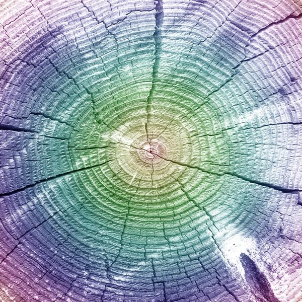 Old log cut with annual rings in rainbow color