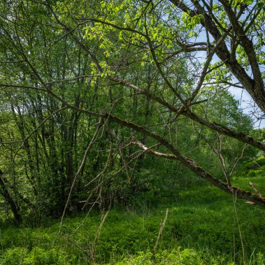 Yaz ormanlık arazisi - ormandaki kırık ağaç