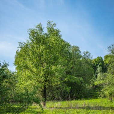 Yaz doğal manzarası. Ormandaki bir ağaç. Taze yeşil otlar.