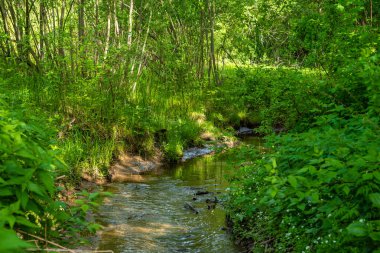 Deresi, taze otları ve ağaçları olan klasik bir yaz ormanlık alanı.