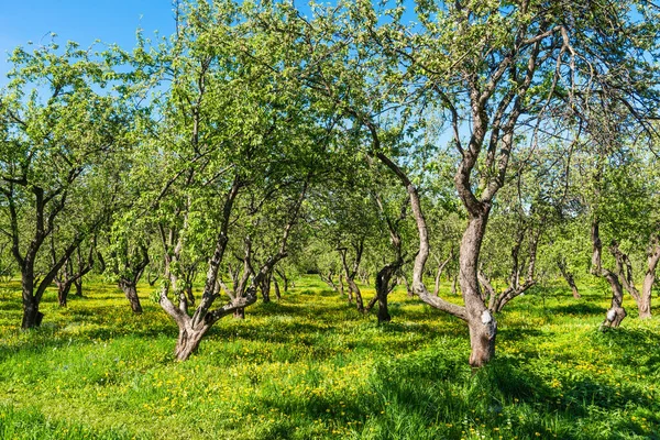 Güzel Bir Manzara Baharın Sonunda Güneşli Bir Günde Eski Bir — Stok fotoğraf