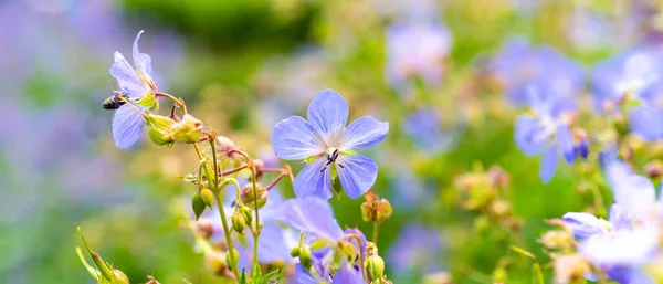 Lindo Fondo Floral Con Flores Jardín Azul —  Fotos de Stock