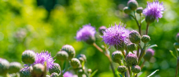Yeşil arka planda burdock çiçekleri - panoramik kapak, pankart