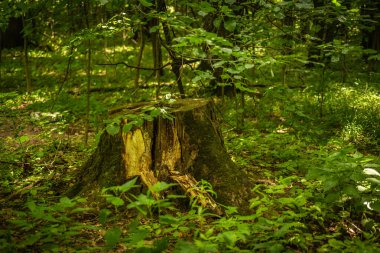 Orman manzarası - çimenlerin arasında yaşlı bir ağaç kütüğü ve genç ağaç filizleri