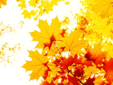 Sonbahar doğal arka plan - akçaağaç yaprakları turuncu ve sarı, alt manzara