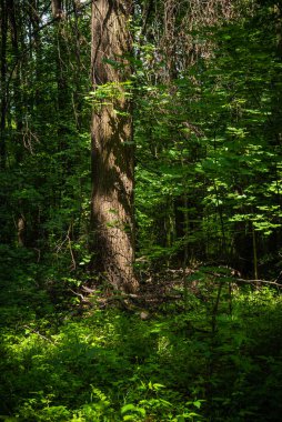 Kalın orman çalılığı. Ön planda bir ağaç gövdesi olan orman manzarası