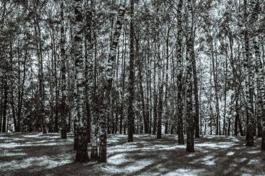 Birch korusu güneşli bir günde - siyah beyaz fotoğraf