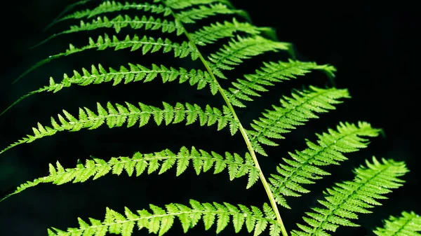 Mystisk Bakgrund Upplyst Gren Ormbunke Mörk Bakgrund Nära Håll — Stockfoto