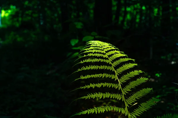 Mystisk Bakgrund Upplyst Gren Ormbunke Mot Mörk Bakgrund Skogen Närbild — Stockfoto