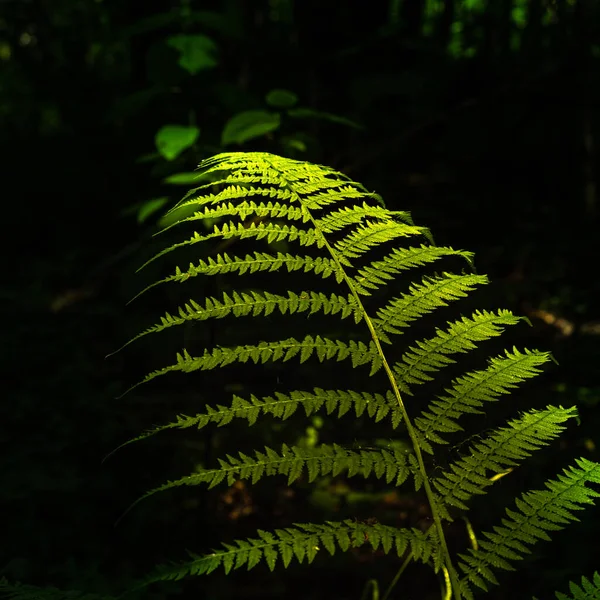 Mistyczne Tło Oświetlona Gałąź Paproci Ciemnym Tle Lesie Zbliżenie Przestrzeń — Zdjęcie stockowe