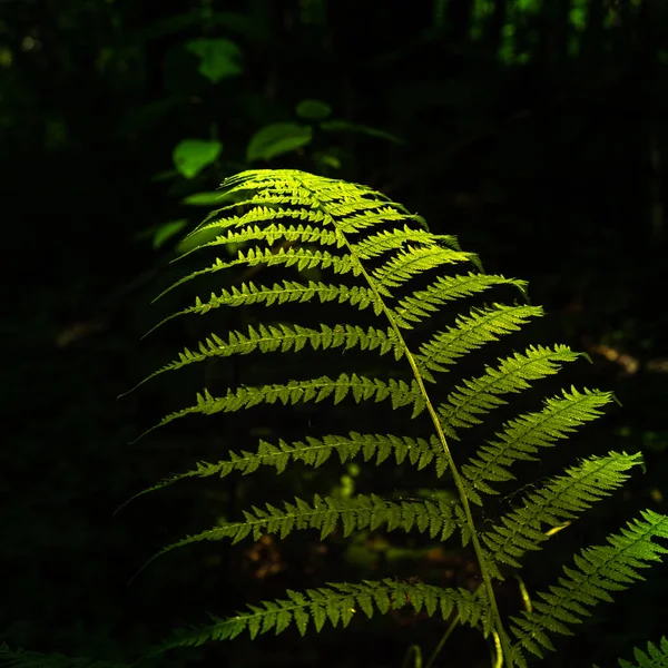 Mystisk Bakgrund Upplyst Gren Ormbunke Mot Mörk Bakgrund Skogen Närbild — Stockfoto