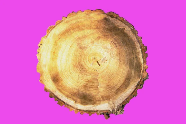 Sawed tree with annual circles on a pink background, isolated
