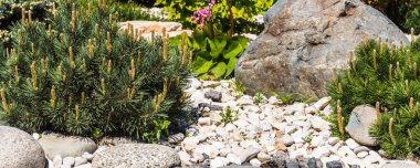 Landscape design - rockery elements, stones and coniferous plants, panoramic picture for the background clipart