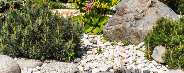 Diseño Del Paisaje Elementos Rocosos Piedras Plantas Coníferas Imagen Panorámica —  Fotos de Stock