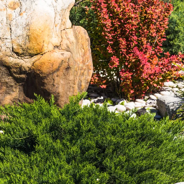 Diseño Del Paisaje Elementos Rocalla Piedras Plantas Coníferas —  Fotos de Stock