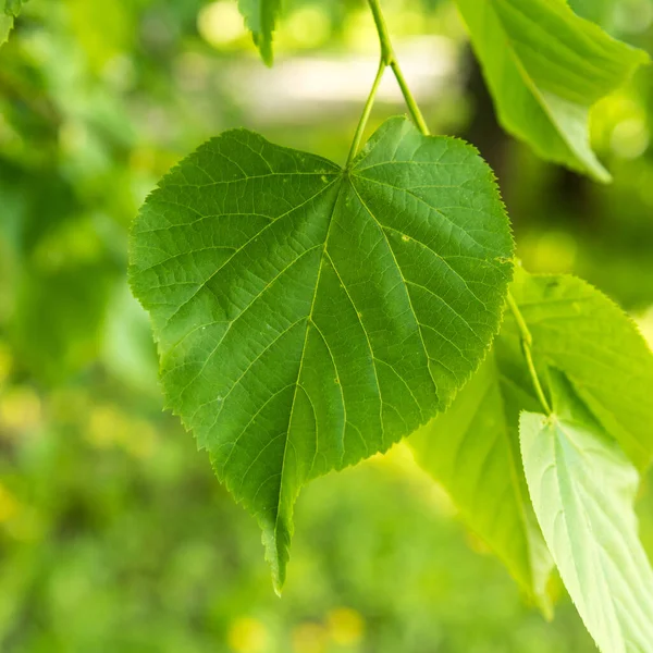 Fundo Planta Natural Grande Folha Verde Perto — Fotografia de Stock