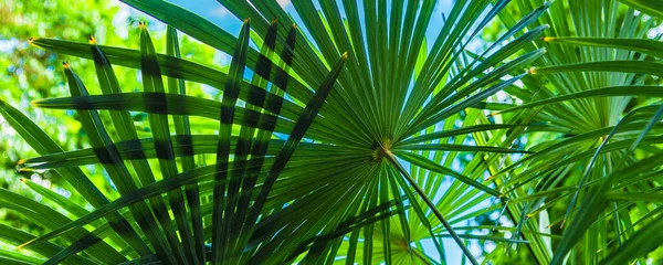 Fond Floral Tropical Panoramique Les Feuilles Palmier Couvrent Ciel Par — Photo