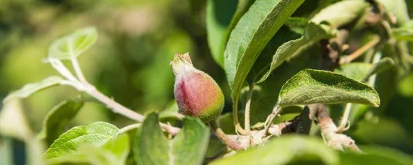 パノラマの自然の背景 未熟な小さなリンゴとリンゴの木の枝 — ストック写真