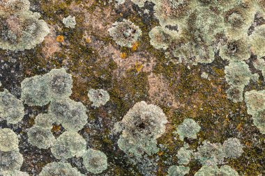 Kuzey yosunu taşın üstünde - yakın plan - güzel taş zemin