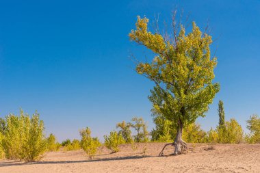 Kum tepelerinde büyüyen ağaçlarla güzel sonbahar manzarası