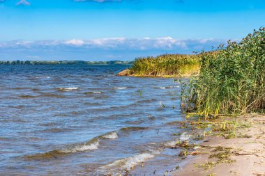 Güzel sonbahar manzarası - nehir kıyısında sazlıklar