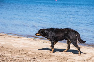 Kara sokak köpeği karantina sırasında boş kumsalda koşuyor. Coronavirüs salgını covid-19