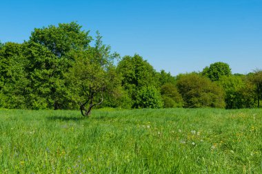 Güzel yaz manzarası - Ağaçlar tarlada ve ağaçlar arka planda