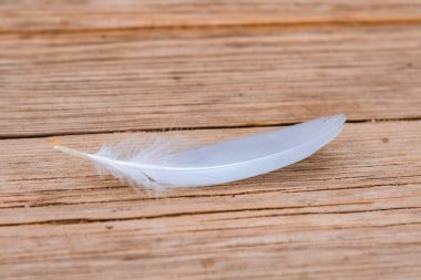 Ahşap zemin üzerinde martı tüyü yakın plan - makro