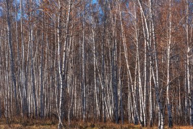 Birch Grove - güzel doğal arka plan, kış, sonbahar