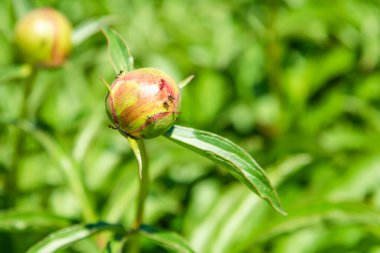 Şakayık tomurcuğu ve üzerinde karınca - makro