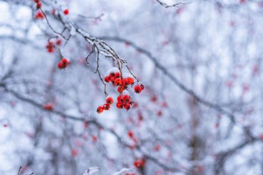 Böğürtlenli dağ külleri karla kaplı, yakın plan, makro - yaklaşan kış konsepti