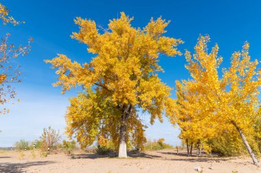 Sonbahar manzarası - kumlu sahilde sarı yapraklı büyük bir ağaç ve arka planda güzel mavi bir gökyüzü.