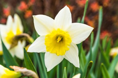 Bahçede beyaz bahar nergis çiçeği, narsis, yakın çekim, makro