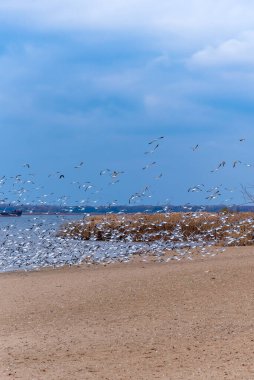 Boş bir kış plajında martı sürüsü