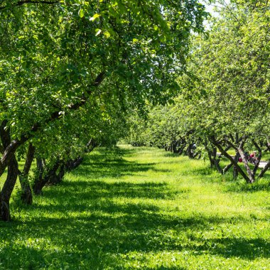 İlkbahar elma bahçesi güneşle aydınlanır