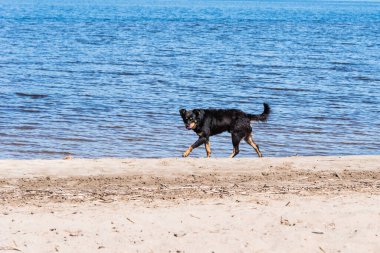 Kara sokak köpeği karantina sırasında boş kumsalda koşuyor. Coronavirüs salgını covid-19