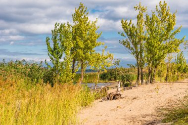 Güzel bir sonbahar manzarası. Ağaçlı kumlu bir sahil.