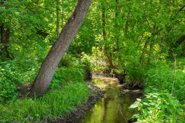 Deresi, taze otları ve ağaçları olan klasik bir yaz ormanlık alanı.