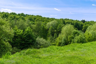 Avrupa yaz manzarası - güneşli bir günde tepelerdeki orman