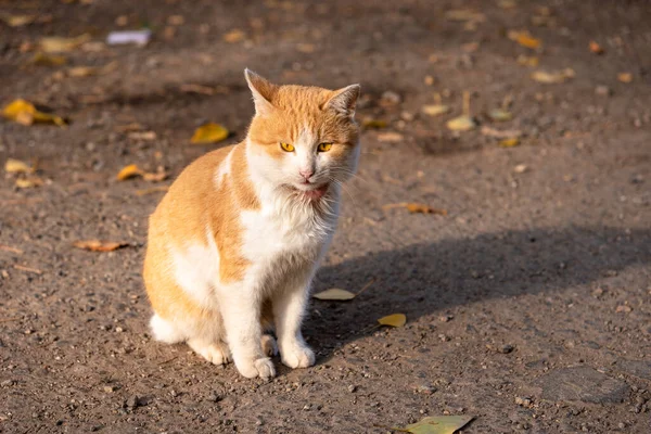 家养红猫脖子酸痛 — 图库照片