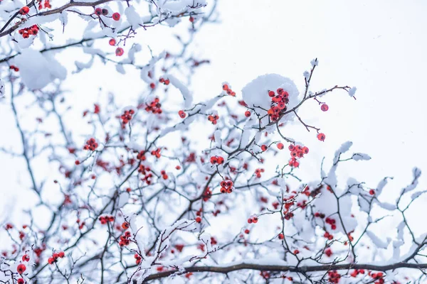 Zweige Einer Schneebedeckten Eberesche Das Konzept Des Wintereinbruchs — Stockfoto