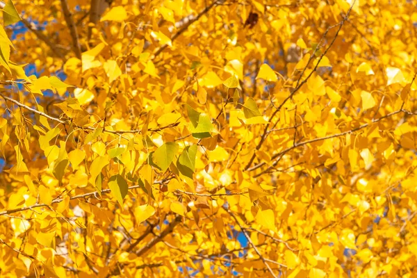 Hermoso Fondo Otoñal Hojas Color Amarillo Dorado Día Soleado Cerca —  Fotos de Stock