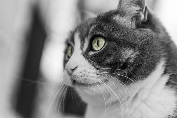 Portrait Beautiful Gray Street Cat Close — Stock Photo, Image