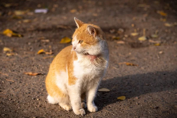 Boynu Ağrıyan Evsiz Kırmızı Kedi — Stok fotoğraf