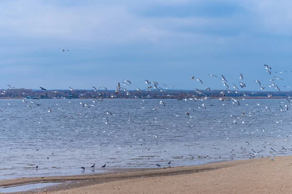 Möwenschwärme Einem Leeren Winterstrand — Stockfoto