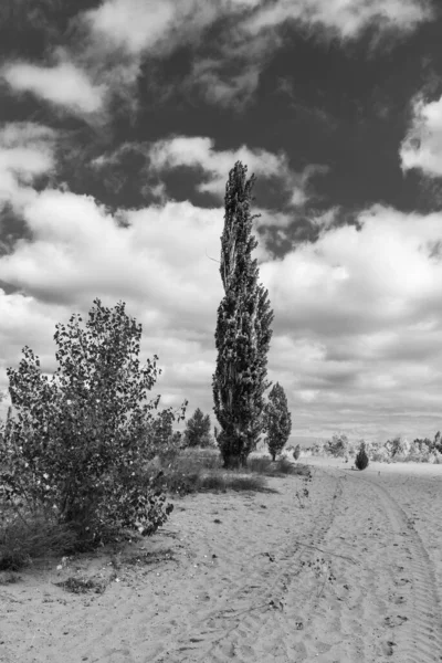 Vackert Sorgligt Landskap Poplar Och Stig Sanddynerna Svartvitt Foto — Stockfoto