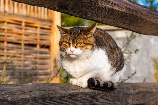 Büyük Taşra Kedisi Evde Çitin Üstünde Kestiriyor — Stok fotoğraf