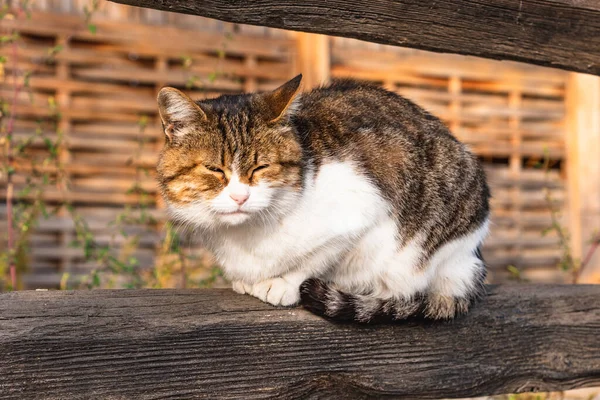 大猫在家里的栅栏上打盹 — 图库照片