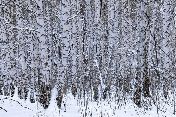 Björkstammar Vintern Snöig Skog Nära Håll — Stockfoto