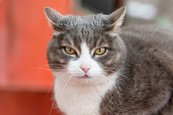 一只漂亮的灰色街道猫的画像 — 图库照片